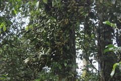 Bhesa indica